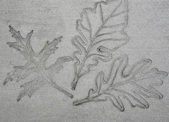 Oak Leaf Cluster