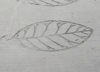 Arbor Leaf